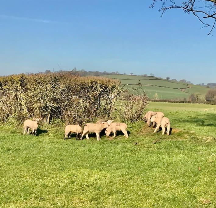 Rural Devon Retreat In Stunning Exe Valley. Exeter Extérieur photo